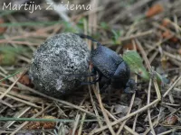 [Scarabaeus (Ateuchetus) variolosus]